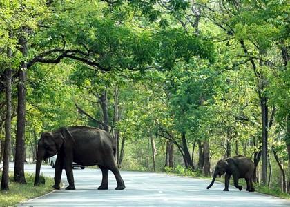 TN begins three-day synchronised elephant survey | TN begins three-day synchronised elephant survey