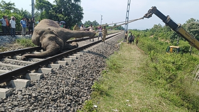 Speeding trains prove to be a jumbo problem for Assam's elephant population | Speeding trains prove to be a jumbo problem for Assam's elephant population