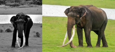 Wildlife lovers mourn death of 70-yr-old jumbo with longest tusks | Wildlife lovers mourn death of 70-yr-old jumbo with longest tusks Wildlife lovers mourn death of 70-yr-old jumbo with longest tusks | Wildlife lovers mourn death of 70-yr-old jumbo with longest tusks
