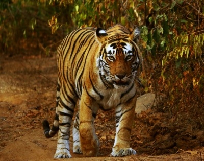 27 tigers to be relocated to Ranipur from Pilibhit | 27 tigers to be relocated to Ranipur from Pilibhit