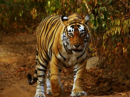 Exhibition to commemorate 50 years of 'Project Tiger' in B’luru from Thursday | Exhibition to commemorate 50 years of 'Project Tiger' in B’luru from Thursday Exhibition to commemorate 50 years of 'Project Tiger' in B’luru from Thursday | Exhibition to commemorate 50 years of 'Project Tiger' in B’luru from Thursday