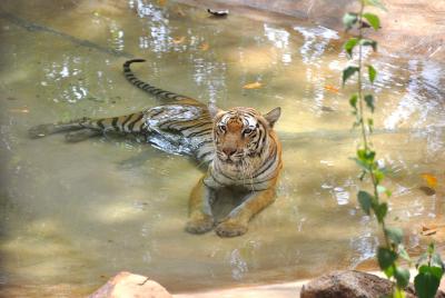 Goa shuts down wildlife sanctuaries, zoo till March 31 | Goa shuts down wildlife sanctuaries, zoo till March 31 Goa shuts down wildlife sanctuaries, zoo till March 31 | Goa shuts down wildlife sanctuaries, zoo till March 31