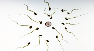 A new protein may increase chances of fertilisation | A new protein may increase chances of fertilisation