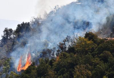 Climate change increases frequency of wildfires globally: Study | Climate change increases frequency of wildfires globally: Study
