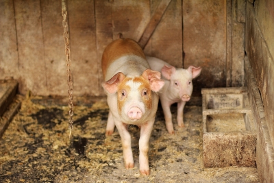 Himachal prohibits confining mother pigs | Himachal prohibits confining mother pigs