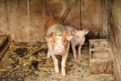 Not all animal diseases are zoonotic: Animal Husbandry department | Not all animal diseases are zoonotic: Animal Husbandry department Not all animal diseases are zoonotic: Animal Husbandry department | Not all animal diseases are zoonotic: Animal Husbandry department