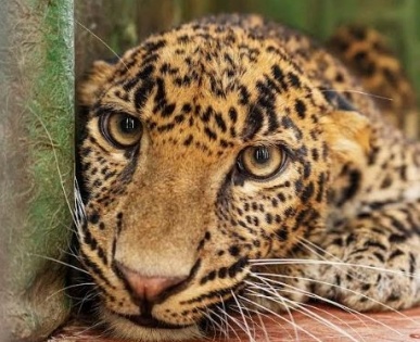 Male leopard rescued from 45-feet deep well with 'charpoy' | Male leopard rescued from 45-feet deep well with 'charpoy'
