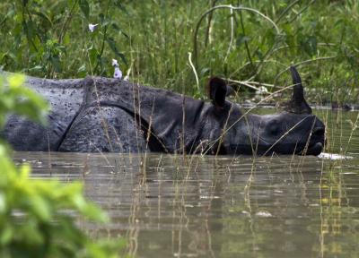 One-horned rhino killed by poachers in Assam’s Kaziranga National Park | One-horned rhino killed by poachers in Assam’s Kaziranga National Park