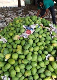 Mango farmers in Andhra, Telangana stare at losses | Mango farmers in Andhra, Telangana stare at losses