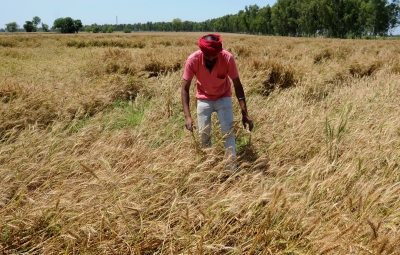 Stripe and brown rust resistant wheat variety developed | Stripe and brown rust resistant wheat variety developed