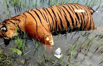 Tiger carcass found near Pilibhit Reserve | Tiger carcass found near Pilibhit Reserve