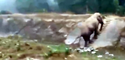 Elephant climbs narrow stairs, Twitterati amazed | Elephant climbs narrow stairs, Twitterati amazed Elephant climbs narrow stairs, Twitterati amazed | Elephant climbs narrow stairs, Twitterati amazed