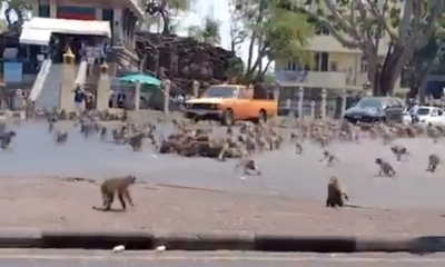 Monkey menace in K'taka; single women targeted | Monkey menace in K'taka; single women targeted Monkey menace in K'taka; single women targeted | Monkey menace in K'taka; single women targeted