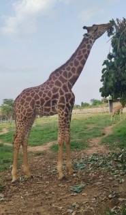 Female giraffe dies in Assam zoo | Female giraffe dies in Assam zoo