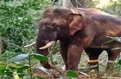 Man escapes by a whisker in elephant attack in Kerala's Idukki | Man escapes by a whisker in elephant attack in Kerala's Idukki