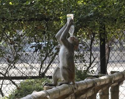 Three held in UP for stoning monkey to death | Three held in UP for stoning monkey to death