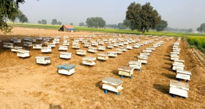 Honey business not so sweet for apiarists of Hanumangarh | Honey business not so sweet for apiarists of Hanumangarh