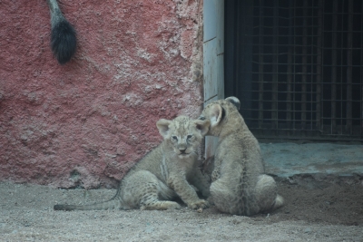 African lion cubs make first appearance at Hyderabad Zoo | African lion cubs make first appearance at Hyderabad Zoo