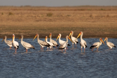 Ranges of storks rising in India, but declining in Africa: Ornithologists | Ranges of storks rising in India, but declining in Africa: Ornithologists