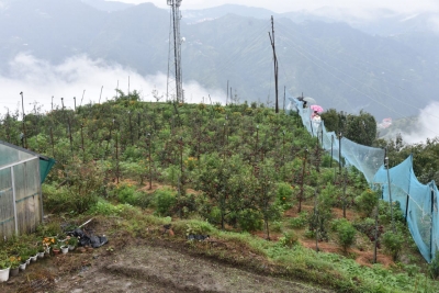 Natural farming revives Shimla's abandoned apple orchard | Natural farming revives Shimla's abandoned apple orchard