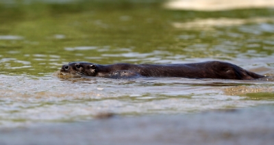 UP: First-ever otter sighted in Gomti river on Lucknow-Sitapur border | UP: First-ever otter sighted in Gomti river on Lucknow-Sitapur border