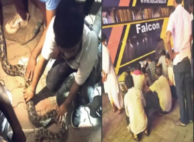 14-feet python travels with passengers in private bus | 14-feet python travels with passengers in private bus