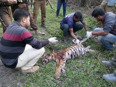 Tiger cub found dead in Kaziranga National Park | Tiger cub found dead in Kaziranga National Park