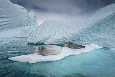 Concert on virtual icebergs to save Antarctica | Concert on virtual icebergs to save Antarctica