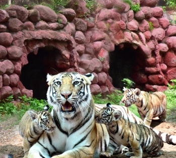 SBI adopts 15 tigers at Hyderabad Zoo for a year | SBI adopts 15 tigers at Hyderabad Zoo for a year
