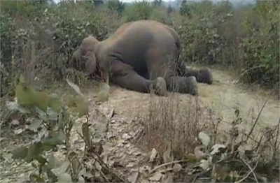TN forest deptt begins probe in two elephant death cases | TN forest deptt begins probe in two elephant death cases