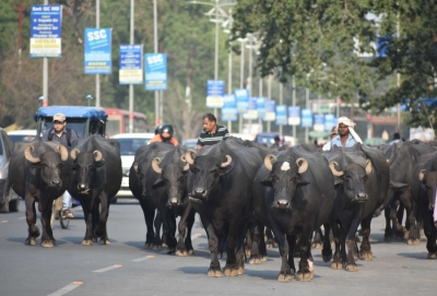 NHAI launches pilot for real-time safety alerts over stray cattle on highways | NHAI launches pilot for real-time safety alerts over stray cattle on highways NHAI launches pilot for real-time safety alerts over stray cattle on highways | NHAI launches pilot for real-time safety alerts over stray cattle on highways