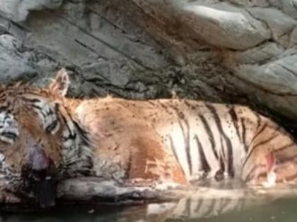 Cong MLA assures of combing operation to trap prowling tiger in K'taka dist | Cong MLA assures of combing operation to trap prowling tiger in K'taka dist Cong MLA assures of combing operation to trap prowling tiger in K'taka dist | Cong MLA assures of combing operation to trap prowling tiger in K'taka dist