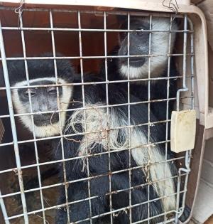Smuggled in from Myanmar, Colobus monkeys, crocodile seized in Mizoram | Smuggled in from Myanmar, Colobus monkeys, crocodile seized in Mizoram Smuggled in from Myanmar, Colobus monkeys, crocodile seized in Mizoram | Smuggled in from Myanmar, Colobus monkeys, crocodile seized in Mizoram