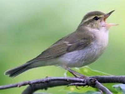 Rare bird spotted in UP's Gorakhpur | Rare bird spotted in UP's Gorakhpur Rare bird spotted in UP's Gorakhpur | Rare bird spotted in UP's Gorakhpur