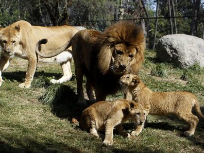 World Lion Day celebrations to take place across Gujarat on August 10 | World Lion Day celebrations to take place across Gujarat on August 10