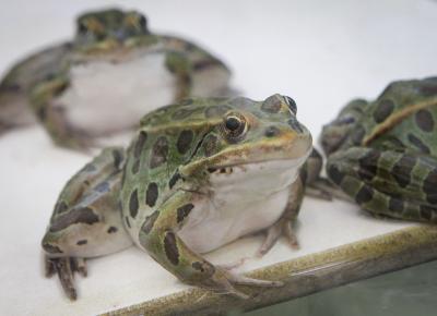 Cambodia's bent-toed gecko, Cardamom leaf-litter frog among new species discovered in Greater Mekong: WWF | Cambodia's bent-toed gecko, Cardamom leaf-litter frog among new species discovered in Greater Mekong: WWF Cambodia's bent-toed gecko, Cardamom leaf-litter frog among new species discovered in Greater Mekong: WWF | Cambodia's bent-toed gecko, Cardamom leaf-litter frog among new species discovered in Greater Mekong: WWF