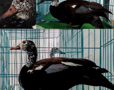 Endangered white winged wood ducks brought to Assam from Czech Republic | Endangered white winged wood ducks brought to Assam from Czech Republic