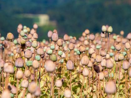 Bihar police destroyed opium farming in 1,290 acres of land in 2022-23 | Bihar police destroyed opium farming in 1,290 acres of land in 2022-23 Bihar police destroyed opium farming in 1,290 acres of land in 2022-23 | Bihar police destroyed opium farming in 1,290 acres of land in 2022-23