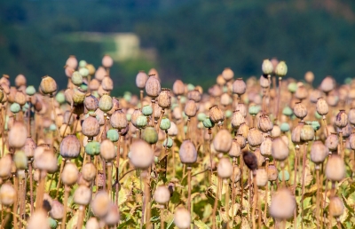 Opium seeds worth Rs 5 crore seized in Rajasthan | Opium seeds worth Rs 5 crore seized in Rajasthan