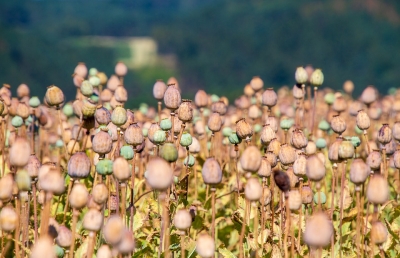 Opium seeds worth Rs 5 crore seized in Rajasthan | Opium seeds worth Rs 5 crore seized in Rajasthan Opium seeds worth Rs 5 crore seized in Rajasthan | Opium seeds worth Rs 5 crore seized in Rajasthan