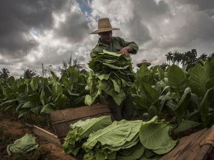 Tobacco leaves causing cancer, can also combat it: Study | Tobacco leaves causing cancer, can also combat it: Study Tobacco leaves causing cancer, can also combat it: Study | Tobacco leaves causing cancer, can also combat it: Study