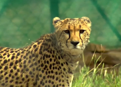 Some cheetahs to be shifted to new habitats due to lack of space at Kuno | Some cheetahs to be shifted to new habitats due to lack of space at Kuno