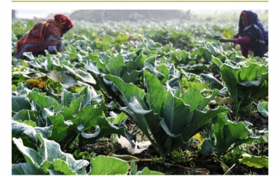 Advance estimate shows 2.3% rise in India's production of fruits & vegetables | Advance estimate shows 2.3% rise in India's production of fruits & vegetables