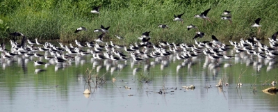 Caged migratory birds seized in Assam village | Caged migratory birds seized in Assam village