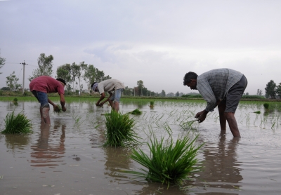 Covid-19 fails to affect kharif sowing in Karnataka | Covid-19 fails to affect kharif sowing in Karnataka