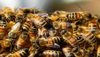 Uttar Pradesh: 40 School Students Injured in Bee Attack in Agra | Uttar Pradesh: 40 School Students Injured in Bee Attack in Agra