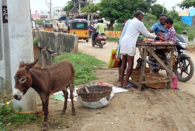 Donkey meat consumption in AP rising as 'aphrodisiac, healer' | Donkey meat consumption in AP rising as 'aphrodisiac, healer'