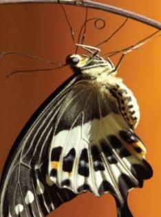 Bengaluru zoo hosts protected Malabar butterfly species | Bengaluru zoo hosts protected Malabar butterfly species