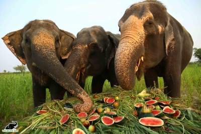 Jumbo buffet organised on Elephant Appreciation Day | Jumbo buffet organised on Elephant Appreciation Day