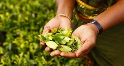 Sri Lanka conducts first-ever online tea auctions | Sri Lanka conducts first-ever online tea auctions
